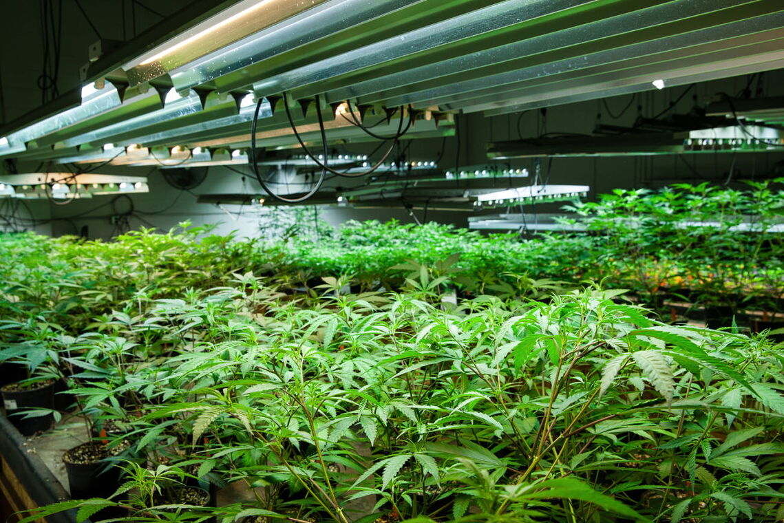 Indoor-Anbau von Cannabis